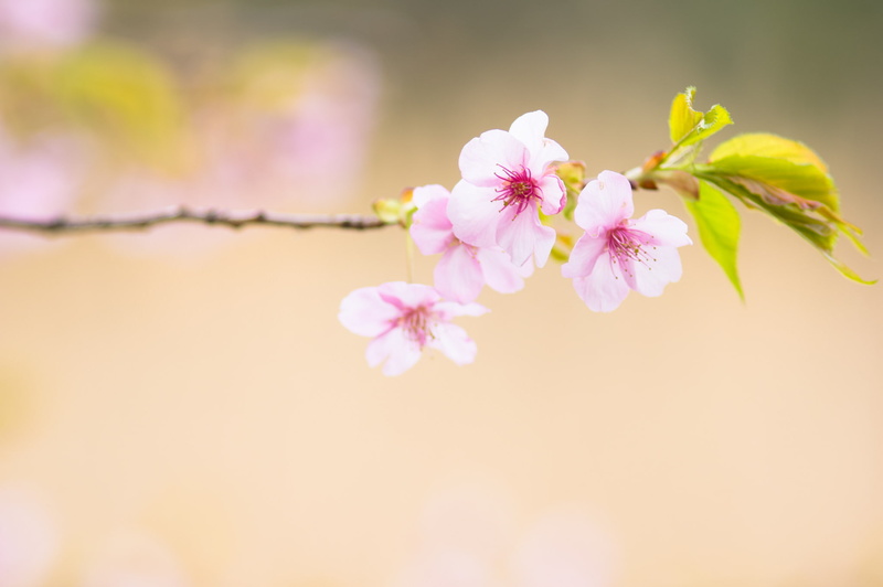 outdoors, pollen, flower, freshness, springtime, day, flowering plant, cherry tree, 1080P, no people, macro, fragility, close-up, beauty in nature, cherry blossom