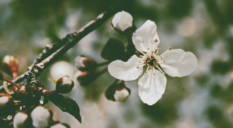 flowering plant, focus on foreground, 1080P, twig, flower head, plant, flower, branch, springtime, beauty in nature, nature, outdoors, blossom, white color
