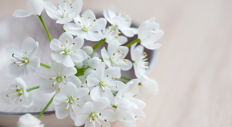 plant, close-up, blossom, selective focus, springtime, petal, freshness, flowering plant, inflorescence, pollen, growth, flower, vulnerability, cherry blossom