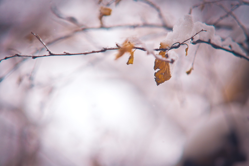 sky, pink Color, blue, change, selective, white, nature, fragility, branch, 5K, plant, day, frozen, color Image, cherry blossom, beauty In Nature, brown