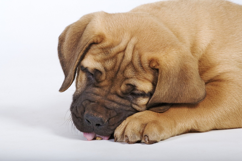 mammal, canine, animal head, brown, eyes closed, domestic animals, studio shot, baby, dog, napping, dogs, animal, one animal, young animal, animal themes