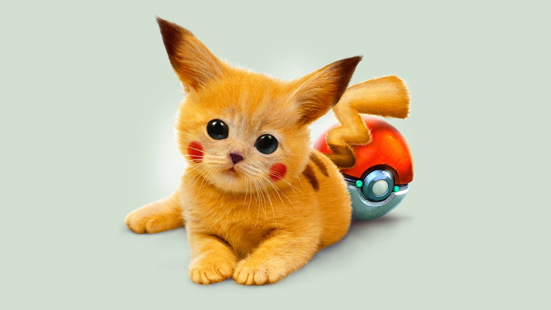 fluffy, isolated, backgrounds, fun, orange Color, portrait, kitty, small, white, one animal, pikachu, kitten, fur, ginger cat, paw, playful, toy, looking