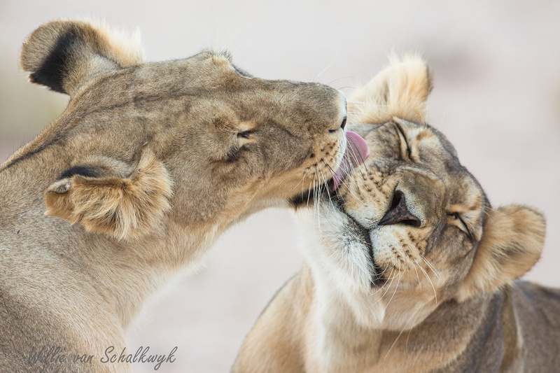 lioness, lion cub, group of animals, licking, animal themes, animal wildlife, eyes closed, 1080P, no people, two animals, animal family, female animal