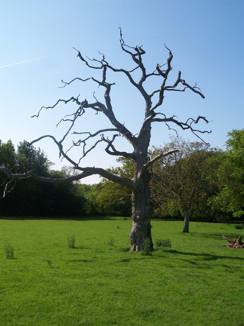 green color, no people, spring, idyllic, green, bare tree, summer, plant, growth, countryside, rugged, environment, rural, tree, woodland, clear sky, country