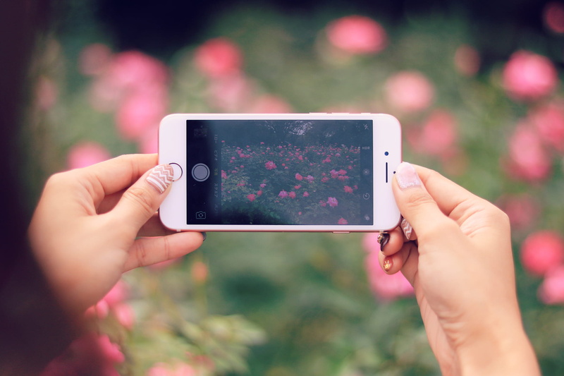 flowers, nature, photographing, finger, touch Screen, holding, outdoors, rose gold, mobile Phone, using phone, using, iPhone 6s, caucasian Ethnicity, wireless Technology