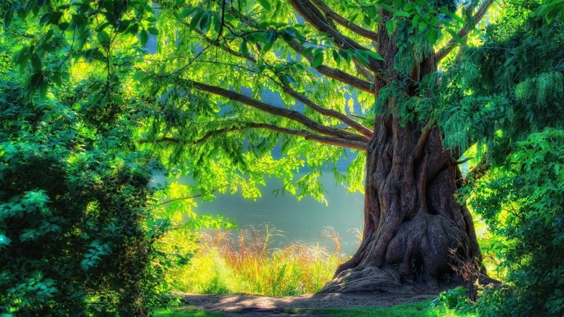 nature, beauty in nature, growth, tranquility, trees, no people, non-urban scene, foliage, tranquil scene, digital art, tree, forest, rainforest, outdoors