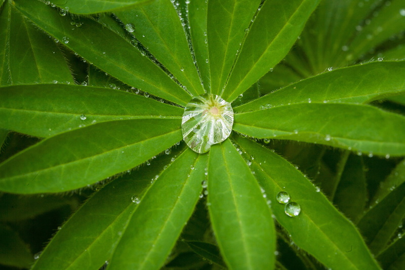 backgrounds, freshness, directly above, plant part, beauty in nature, plant, 4K, leaves, outdoors, no people, day, rain, wet, leaf, drop, close-up, drip