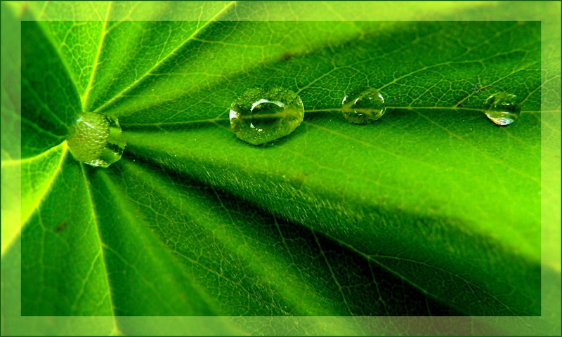 growth, invertebrate, wet, run off, close-up, no people, leaf, freshness, animal, Drop, Close, 2K, plant part, green color, beauty in nature, leaf vein