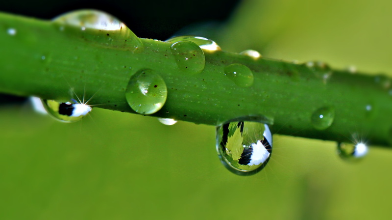 sunlight, rain, 2K, leaf, sparkle, vine, selective focus, shiny, beauty in nature, liquid, green plant, environment, surface tension, focus on foreground