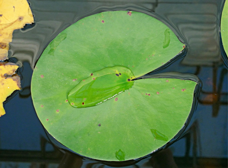 pi, no people, green color, nature, high angle view, plant, tension, beauty in nature, reflection, lotus water lily, pac, outdoors, pac-man, flower, placid