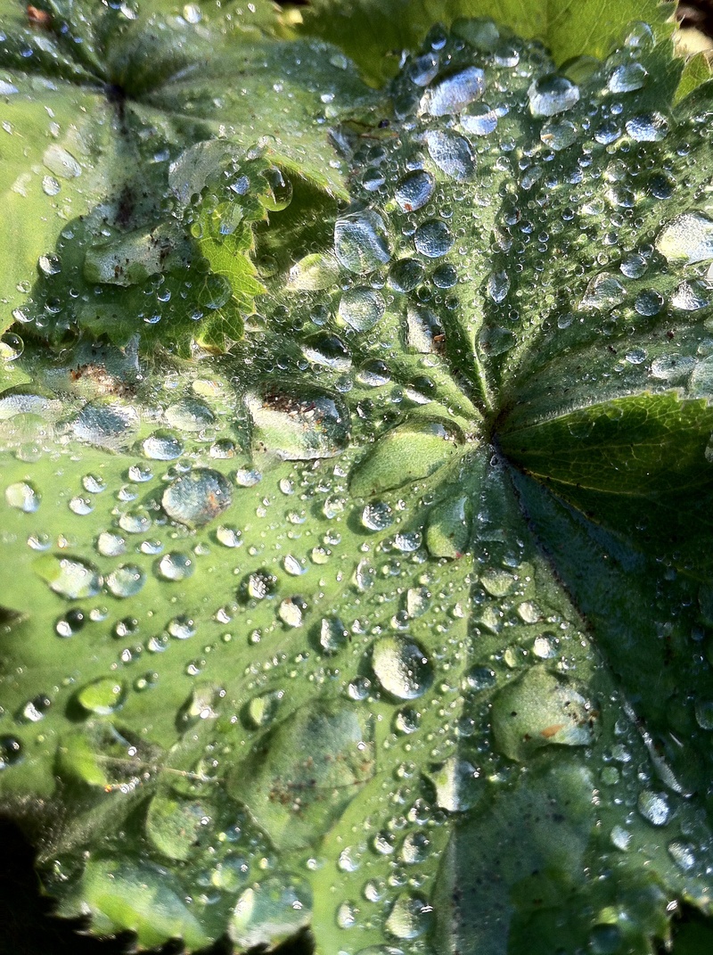 green, dew, lighting, 2K, drop of water, garden, close-up, surface tension, moisture, macro photo, water, outdoors, full frame, raindrop, day, growth
