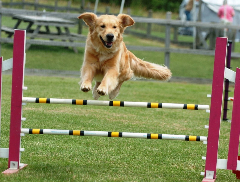 pets, domestic animals, dog, sport, jumping, canine, legal trial, dog high resolution desktop backgrounds, effort, running, 1080P, animal, purebred dog