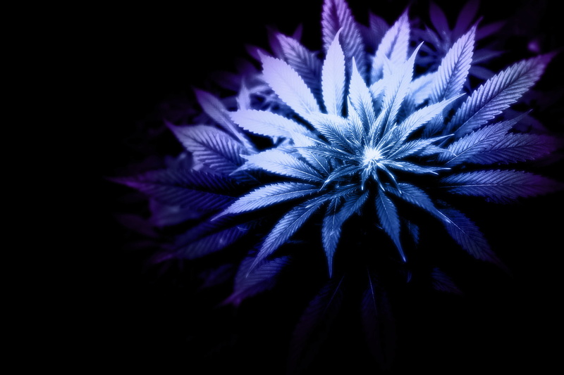 cannabis, blue, beauty In Nature, art, selective focus, LEAVES, pattern, 1080P, CLEAR, black Color, macro, dark, BACKGROUND, studio shot, freshness, night