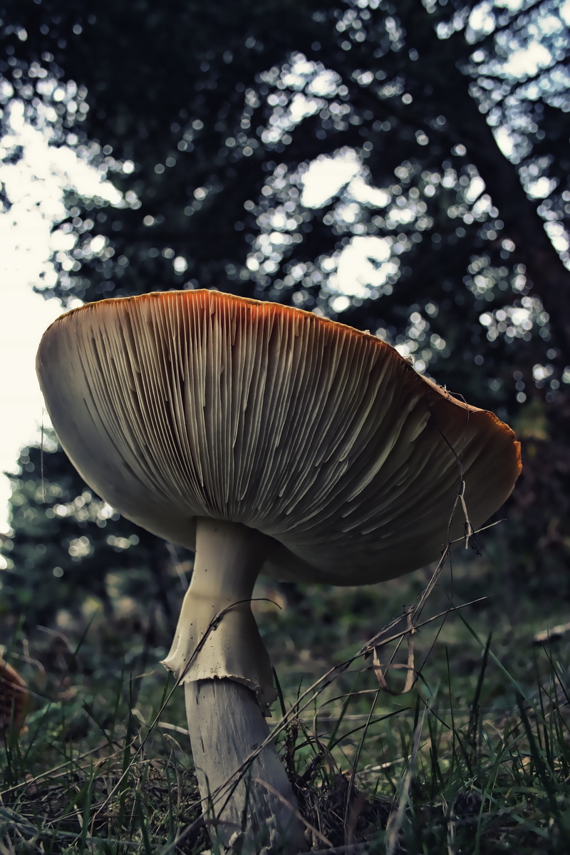 tree, red cap, natural, color, mushroom, vulnerability, beauty in nature, food, toadstool, plant, forest, deadly, hat, dark, red, do not eat, vegetable