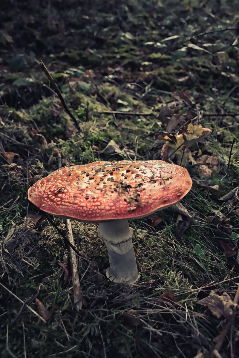 mushroom, poison, close-up, food and drink, red, cap, natural, macro, ground, fungi, hat, vegetable, food, beauty in nature, field, do not eat, gloomy