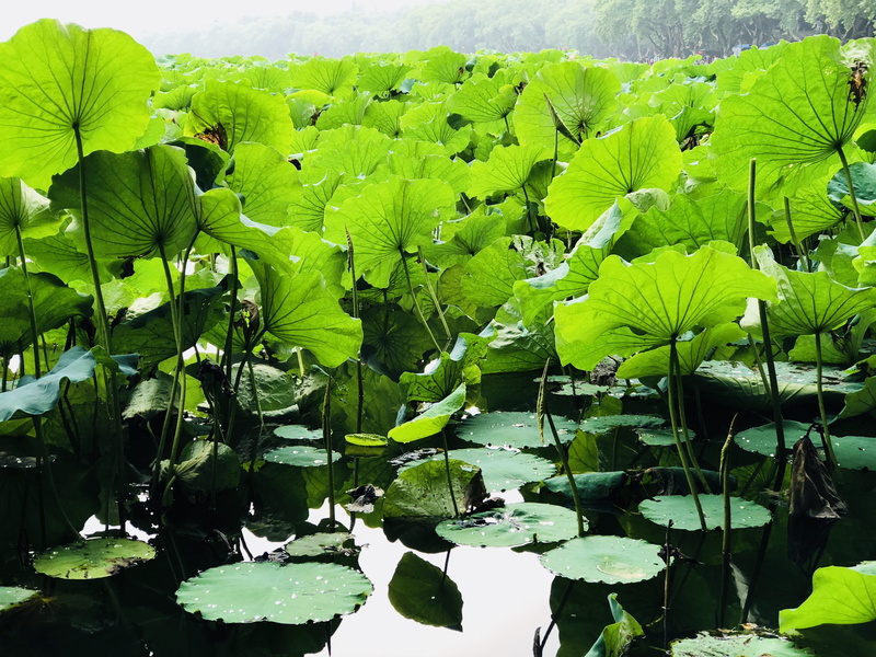 tranquility, nature, lake, floating on water, china, day, water, leaves, no people, outdoors, green color, freshness, water lily, floating, bao shi shan xia 4 long