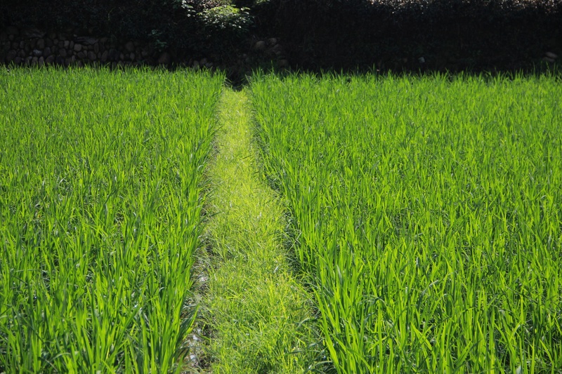 xia tian, green color, summer, agriculture, rural scene, scenics - nature, farm, backward, nature, tranquil scene, properties, outdoors, grass, land, tranquility