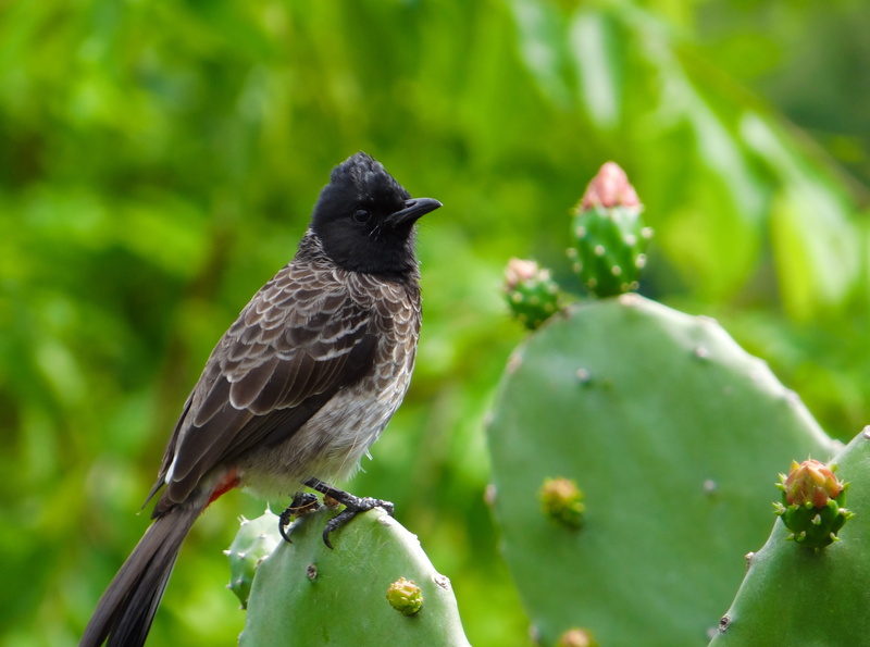vented, pycnonotus cafer, Bird, tree, kandalama, nature, beak, bulbul, perching, no people, focus on foreground, outdoors, Cactus, 4K, cactus flower, animal themes