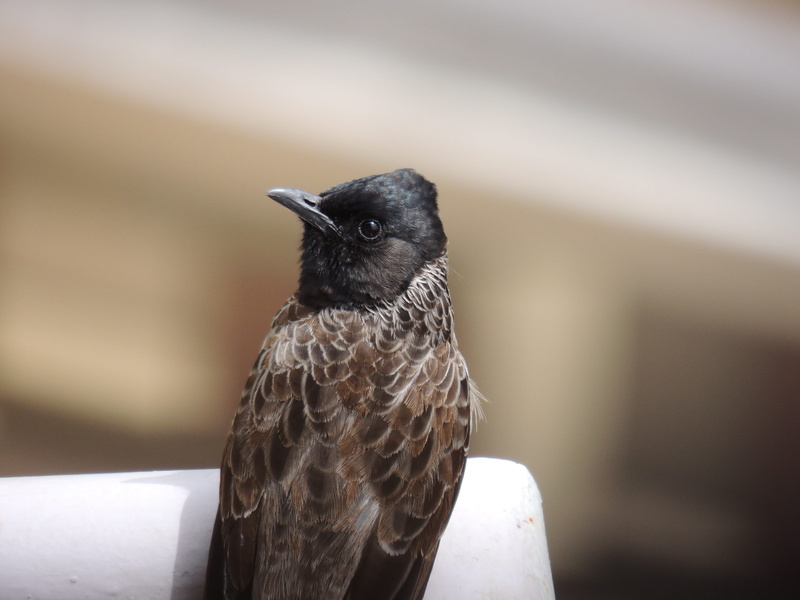 red vented bulbul, focus, animal themes, 4K, focus on foreground, daytime, beak, brown, looking, photography, nature, outdoors, raven - bird, animal body part
