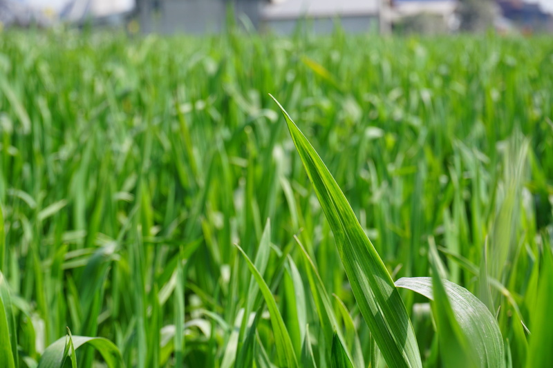 cereal plant, outdoors, grass, green, nature, farm, plant, food and drink, landscape, agriculture, green color, field, close-up, no people, beauty in nature