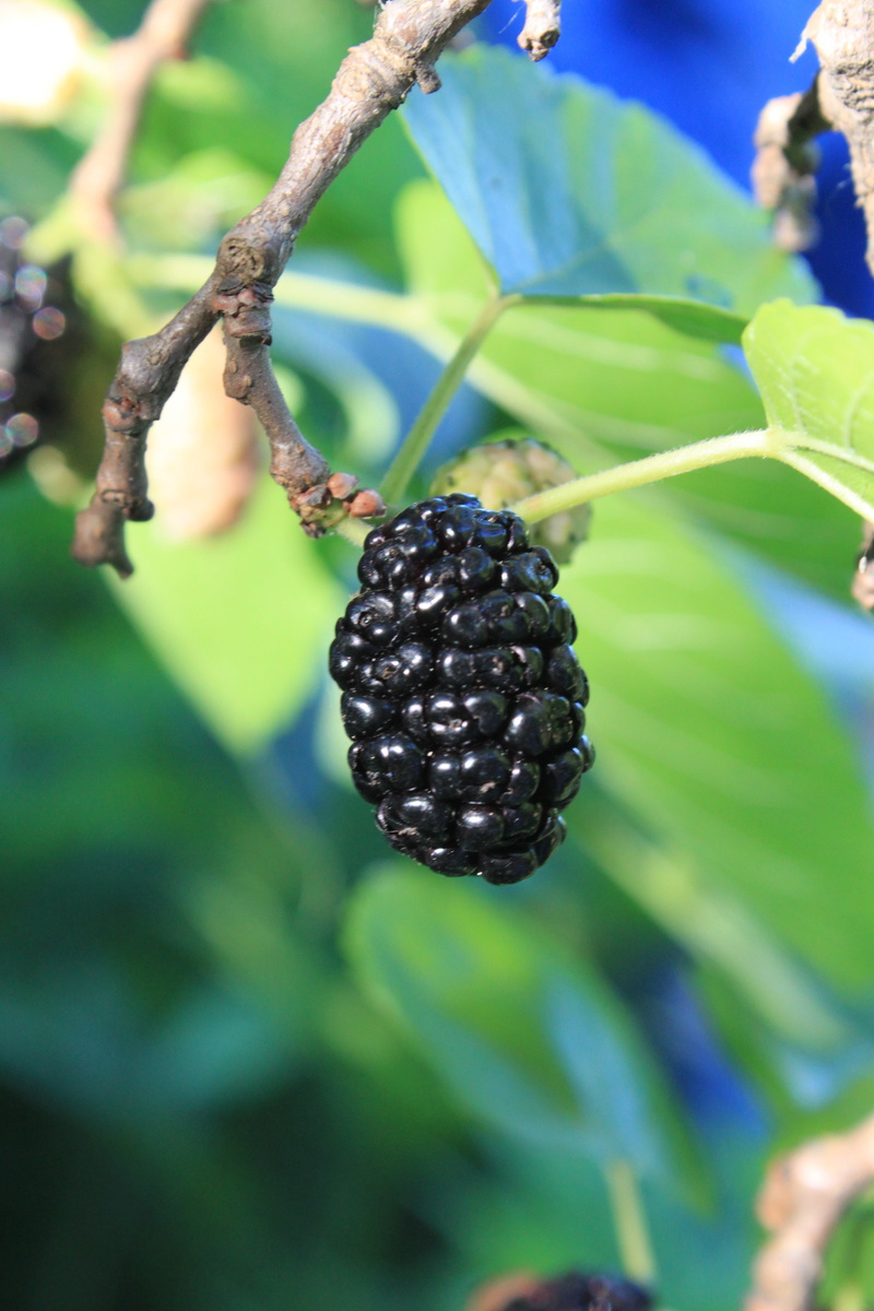 leaf, ripe, green color, morus, outdoors, plant, food, fresh, nature, healthy eating, focus on foreground, tree, beauty in nature, growth, wellbeing, fruit