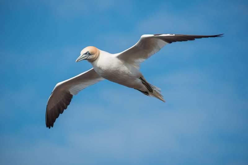 one animal, flight, animal wildlife, animal themes, nature, seagull, no people, animal, low angle view, flying, fly, day, blue, motion, animal wing, blue sky