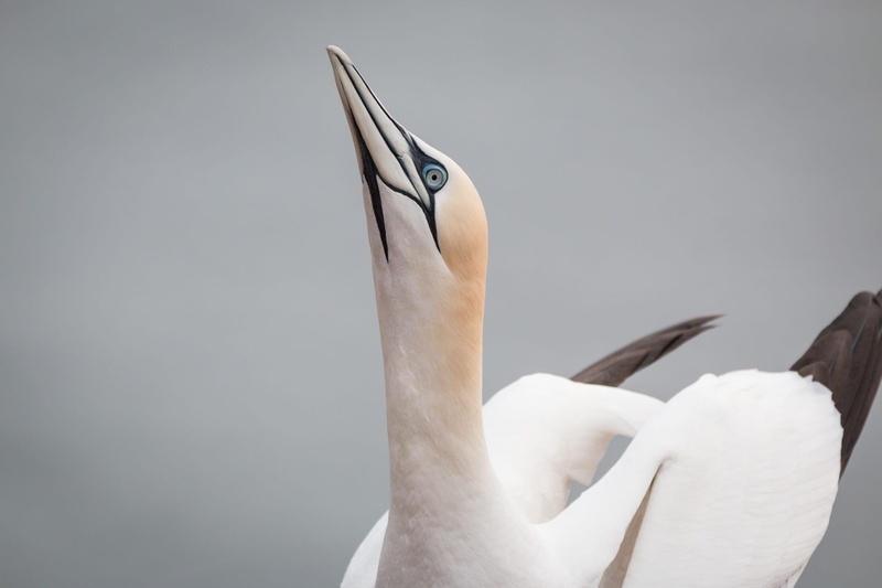 animal wildlife, helgoland, northern gannet, waters, rock, white color, one person, close up, lummenfelsen, close-up, indoors, pelecaniformes, animals in the wild