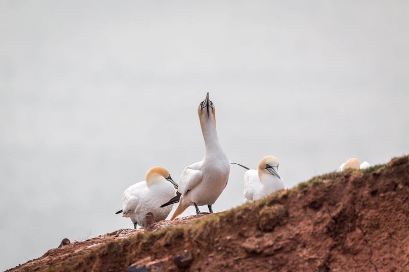 morus bassanus, waters, seagull, water, rock breeder, boobies, bill, no people, rock - object, nature, northern gannet, low angle view, bird, group of animals