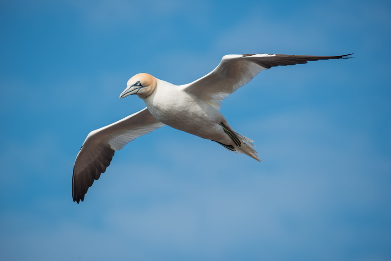 animal wing, day, blue, animal themes, nature, 1080P, one animal, seagull, bird, no people, flying, motion, sky, sea island, northern gannet, animal wildlife