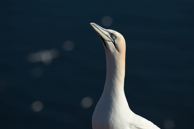focus on foreground, northern gannet, helgoland, animals in the wild, water, beak, bill, day, animal head, no people, north sea, swan, animal neck, vertebrate