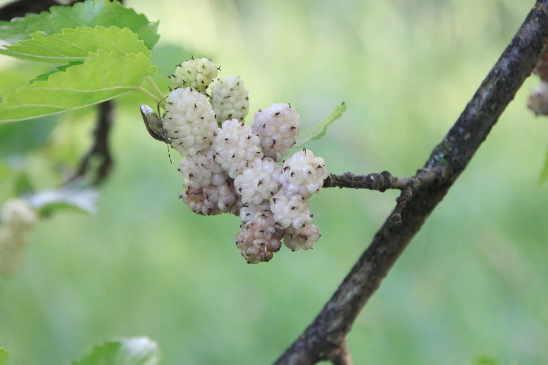 close-up, freshness, petal, morus, white, beauty in nature, 4K, plant, outdoors, springtime, tree, flowering plant, no people, focus on foreground, fragility