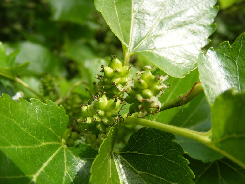 leaves, mulberry, focus on foreground, beauty in nature, outdoors, selective focus, plant part, day, morus, fruit, green, fruits, leaf vein, leaf, 2K