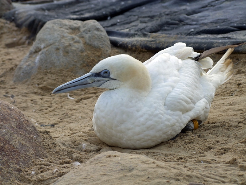 fly, white color, northern, white, day, bird, wildlife, animals in the wild, animal world, Morus, Northern Gannet, animal wildlife, creature, close-up