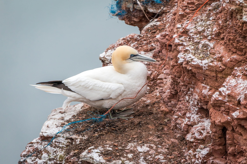rock - object, 1080P, north sea, no people, solid, perching, one animal, sea, bill, textured, boobies, lummenfelsen, tree, bird, animal, vertebrate, rock
