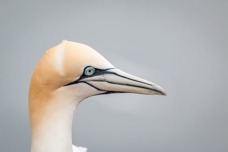 day, island, side view, lummenfelsen, animal themes, one animal, pelecaniformes, nature, helgoland, close up, gray background, bill, rock breeder, sea