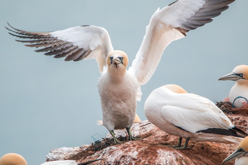 group of animals, lummenfelsen, animal themes, two animals, animal, 1080P, nature, morus bassanus, rock, animals in the wild, flying, island, animal world