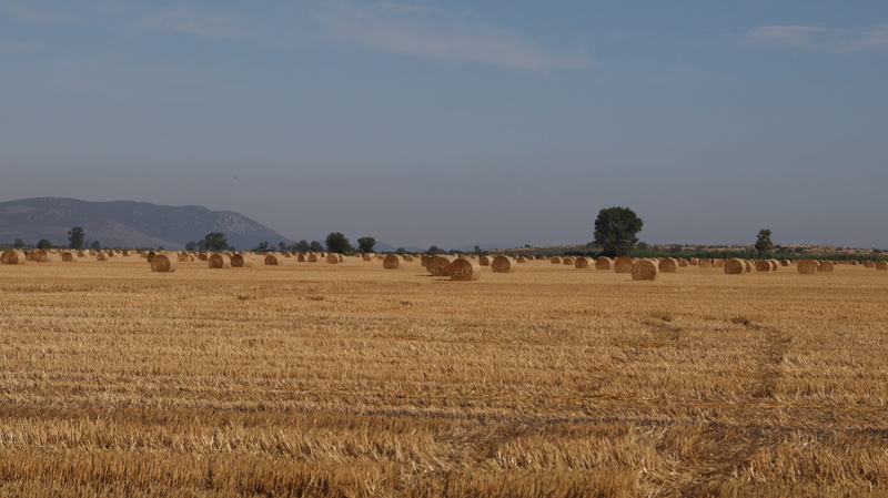 croatia, beauty in nature, hay, rural scene, landscape, biograd na moru, day, field, land, growth, no people, tree, bale, plant, environment, tranquility
