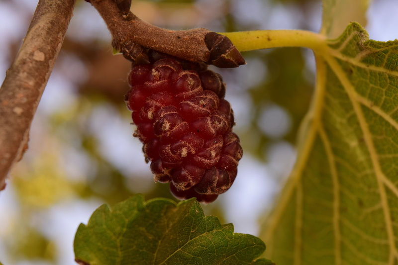 vulnerability, mediterranean, branch, nature, focus on foreground, mulberry tree, fruit, growth, freshness, outdoors, fruits, fragility, healthy eating