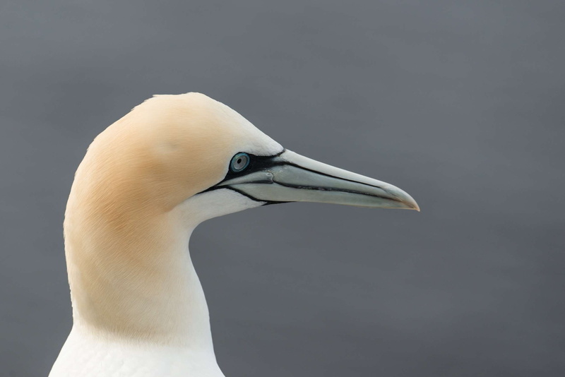 nature, close-up, one animal, animal head, white color, bird, profile view, helgoland, morus bassanus, animals in the wild, animal wildlife, copy space