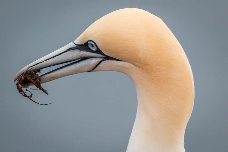 north sea, animal world, focus on foreground, vertebrate, beak, studio shot, island, northern gannet, waters, one animal, sky, side view, rock, animal body part