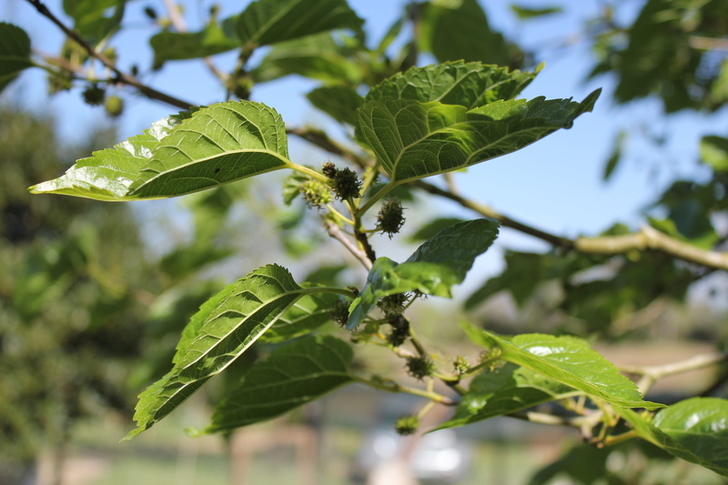 5K, close-up, branch, blossom, leaf vein, outdoors, leaf, plant, food and drink, fruit, food, leaves, nature, beauty in nature, spring, focus on foreground