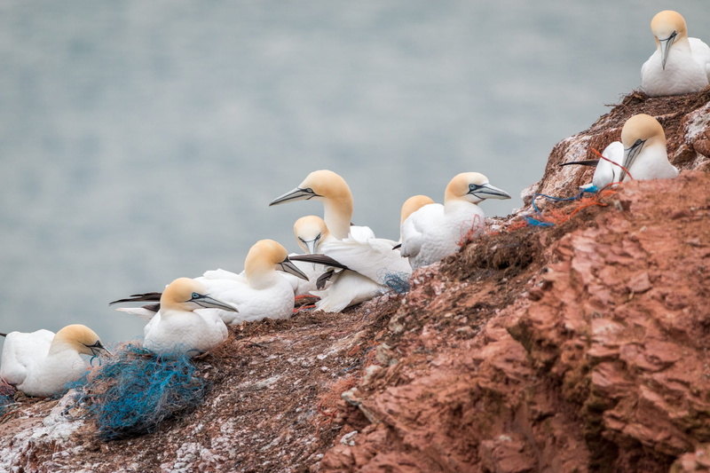 north sea, medium group of animals, pelecaniformes, bird, animal family, lummenfelsen, rock breeder, no people, water, animal themes, flock of birds, animals in the wild