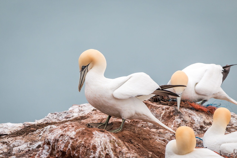 white color, waters, bird, helgoland, no people, lummenfelsen, animal nest, vertebrate, two animals, rock breeder, solid, sky, morus bassanus, rock - object