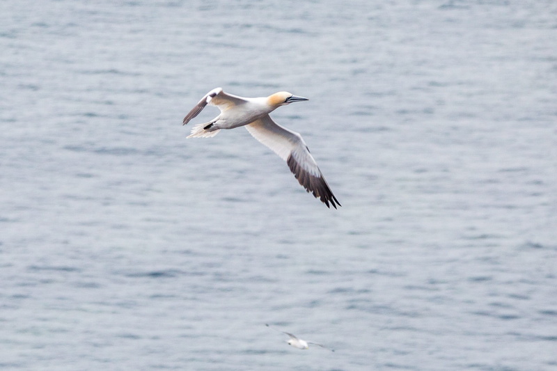 lummenfelsen, rock, head, northern gannet, waterfront, rock breeder, animals in the wild, sea, spread wings, boobies, bill, pelecaniformes, 1080P, animal