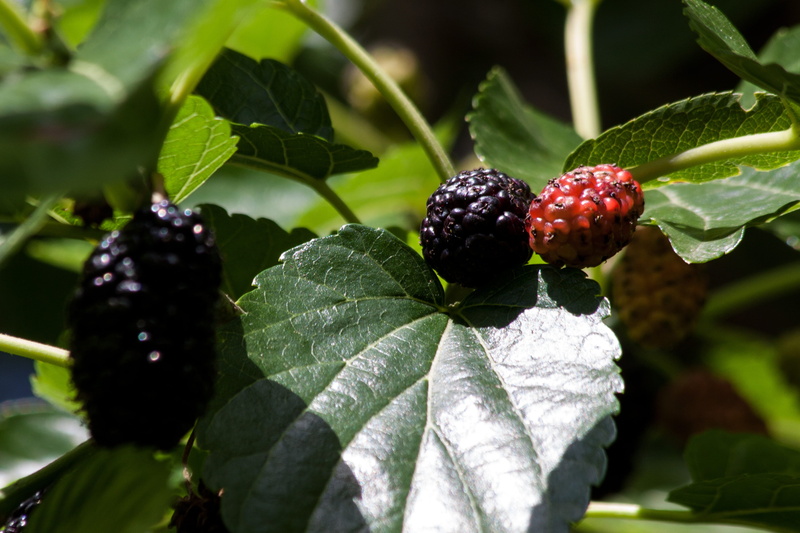mulberries, wellbeing, healthy eating, freshness, close-up, blackberry - fruit, raspberry, ripe, green color, food and drink, no people, morus, fruits