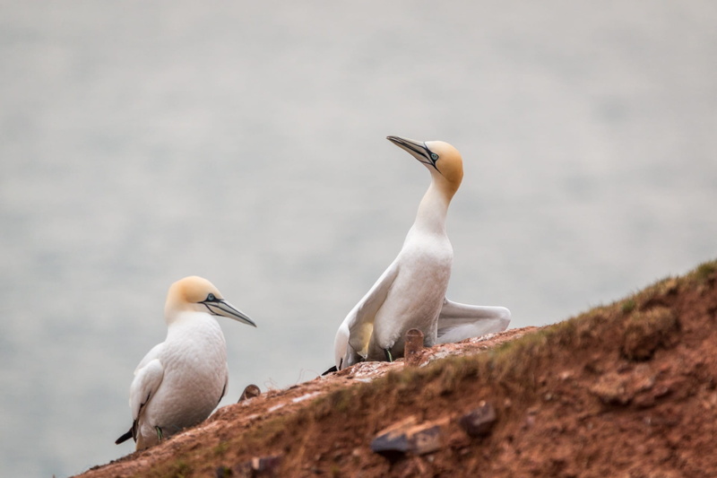 nature, rock - object, outdoors, sea, perching, bird, day, animals in the wild, animal wildlife, rock, animal, north sea, group of animals, white color