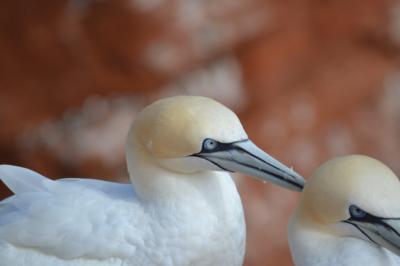 vertebrate, animal family, sea, animal body part, two animals, bill, beak, bird, northern gannet, no people, animals in the wild, morus bassanus, day, beauty in nature