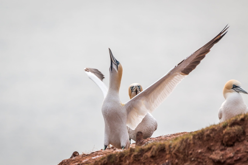 head, water, outdoors, 1080P, group of animals, bill, close up, animal wildlife, island, flying, day, seagull, white color, nature, animal family, two animals