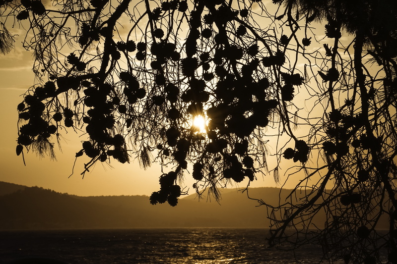 horizon over water, sun, bright, vacation, croatia, sea, tranquility, idyllic, 5K, light, sunset, travel, dusk, no people, branch, tranquil scene, plant