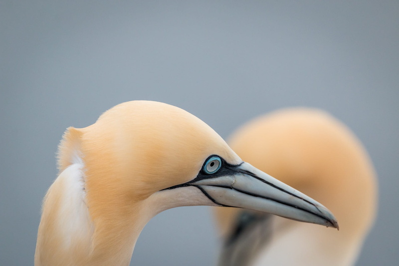 animal body part, pelecaniformes, copy space, vertebrate, north sea, rock, animal head, bird, animal wildlife, one animal, no people, boobies, animal eye